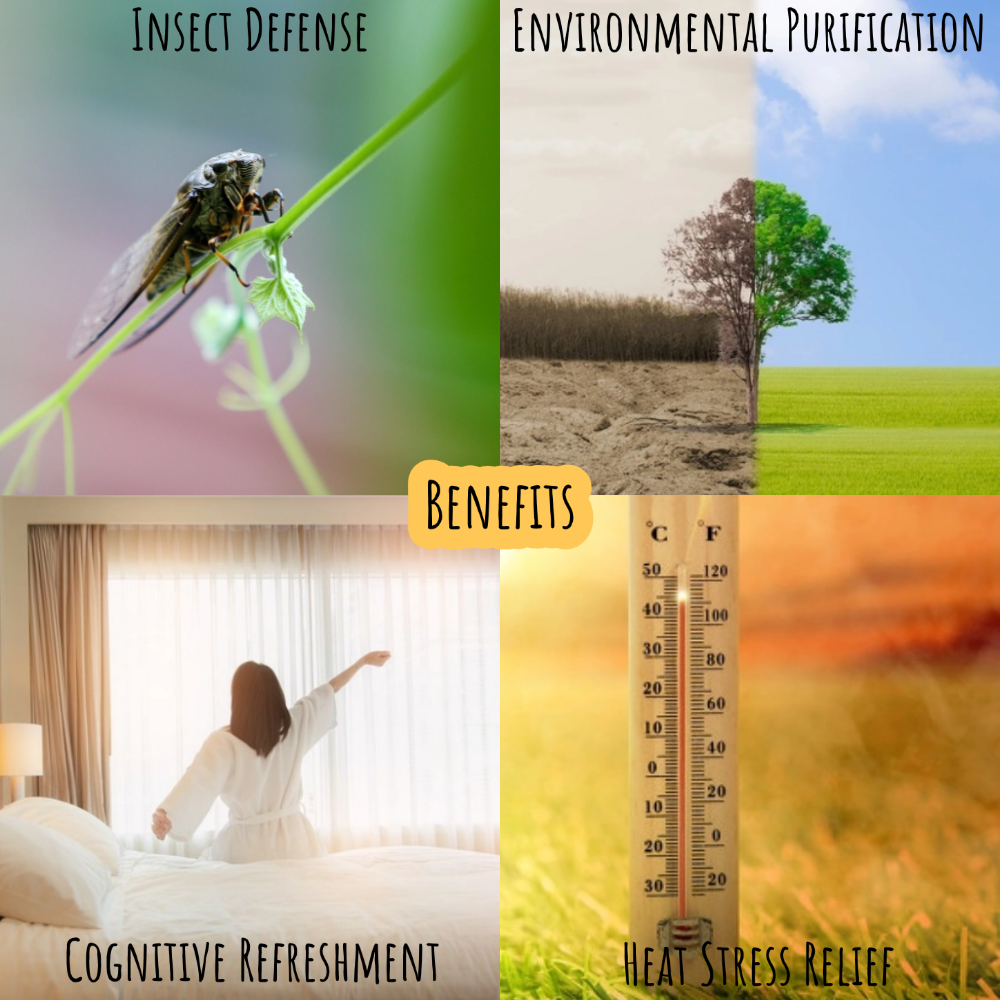 Perles d’Encens Naturelles - Protection Naturelle